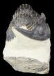 Bargain, Hollardops Trilobite - Foum Zguid, Morocco #55984-2